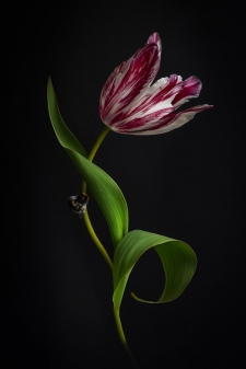 tulip-portrait-3-2-20